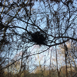 nest